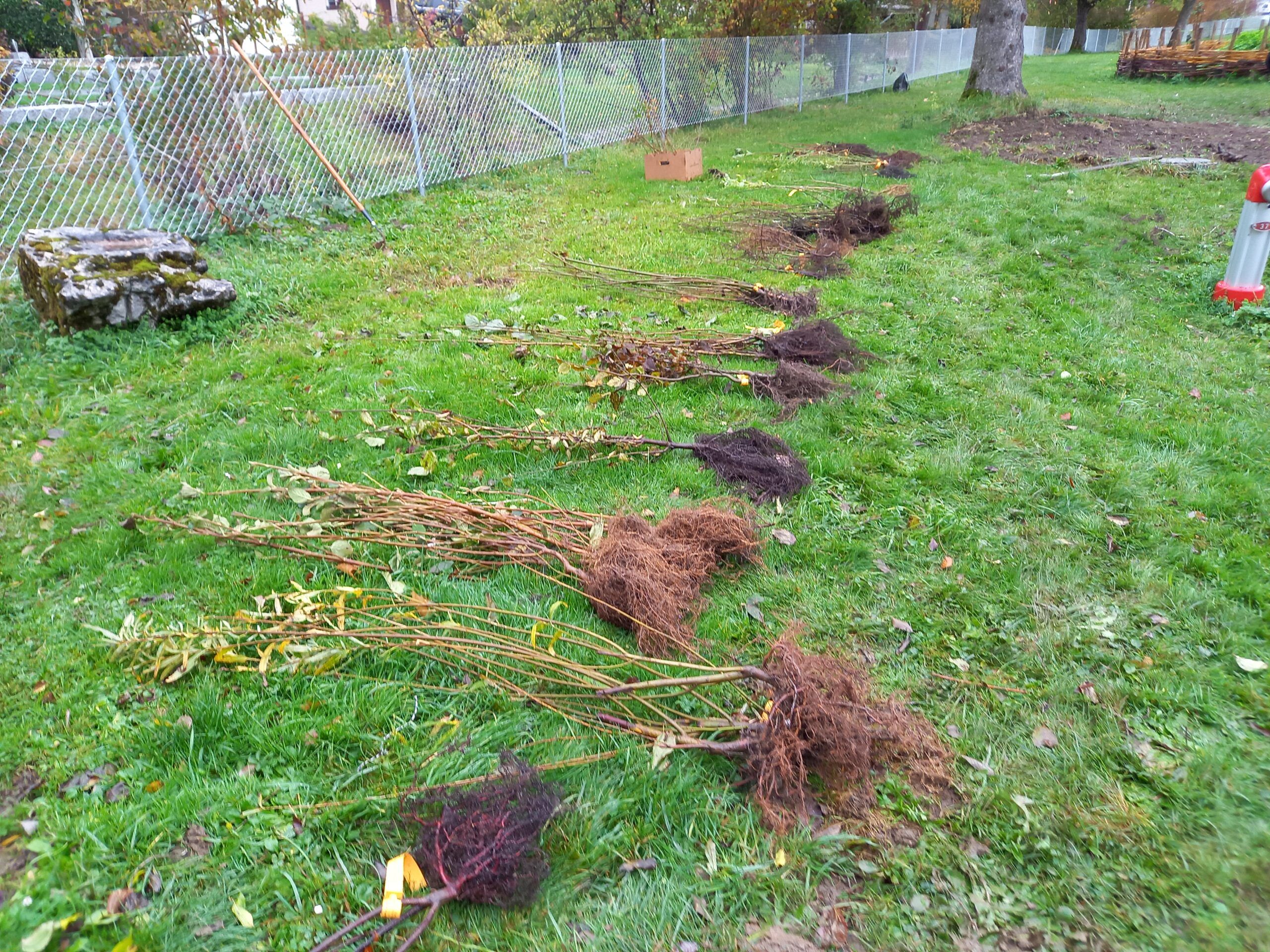 Pflanzmorgen Schule Holderbank