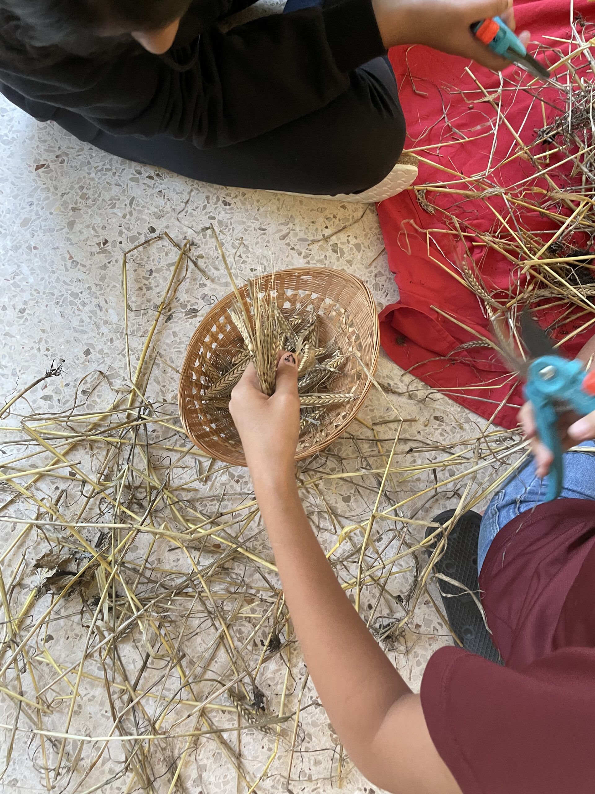 Sommergerste Schule Holderbank