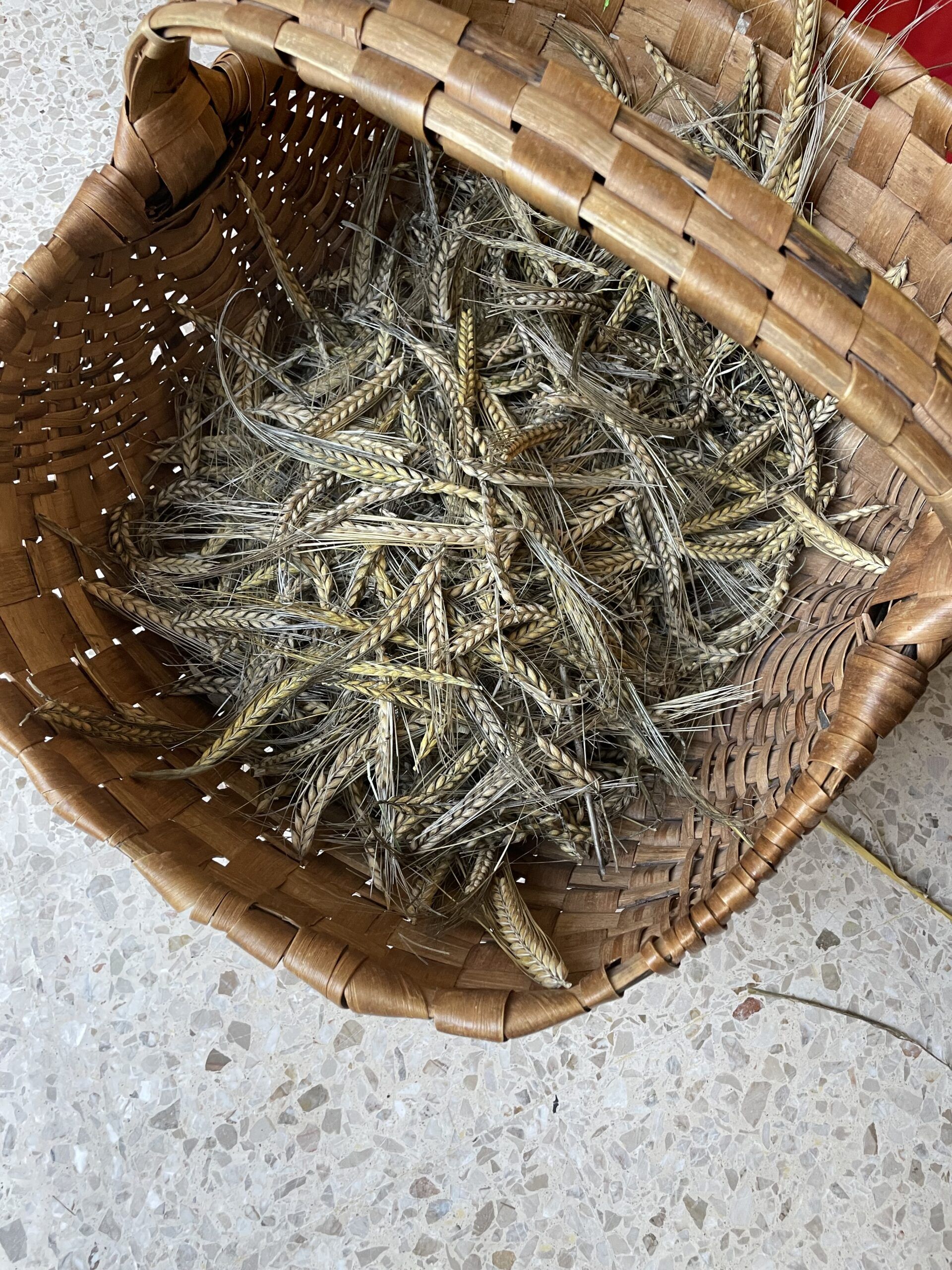 Sommergerste Schule Holderbank