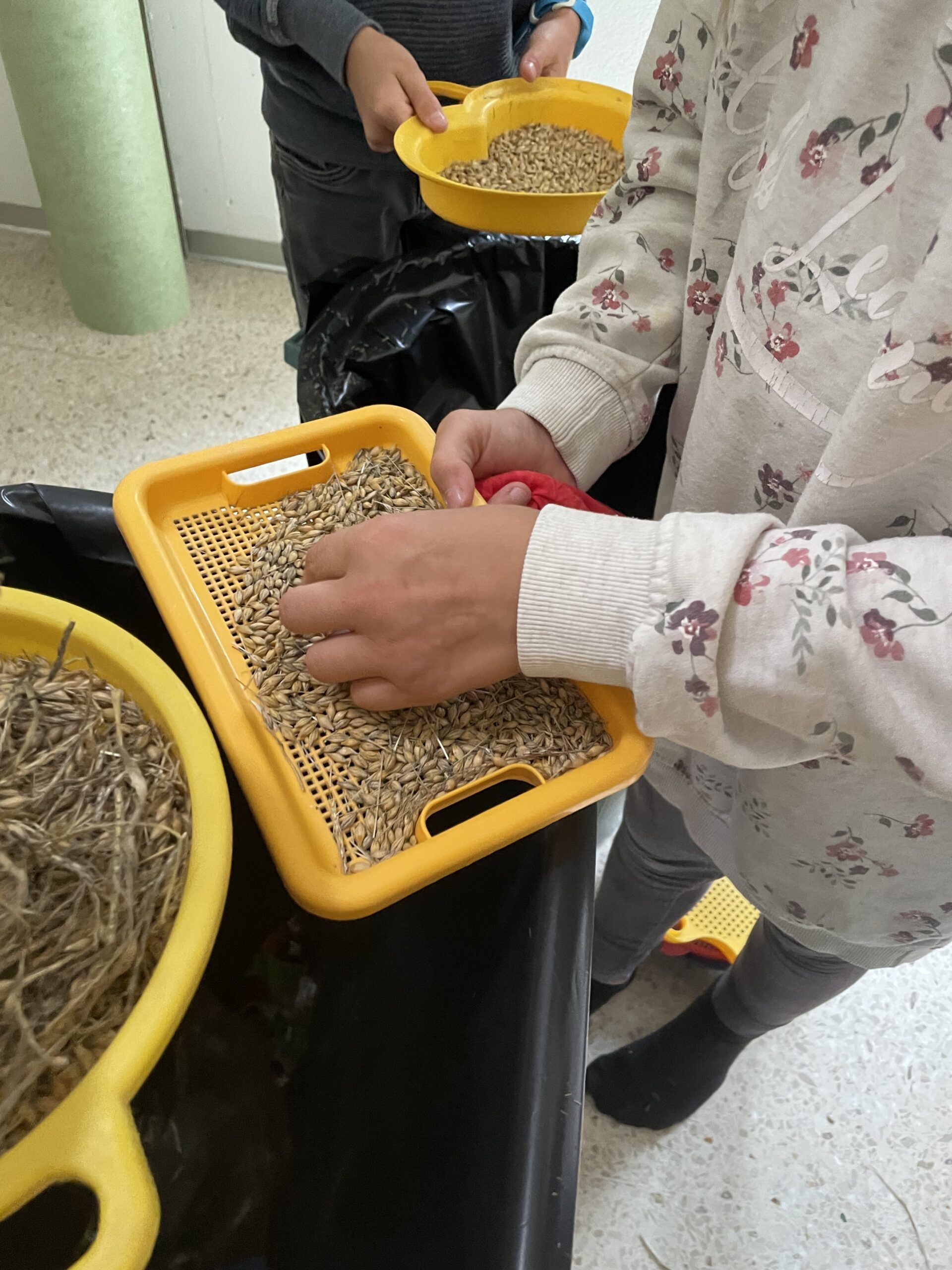 Sommergerste Schule Holderbank