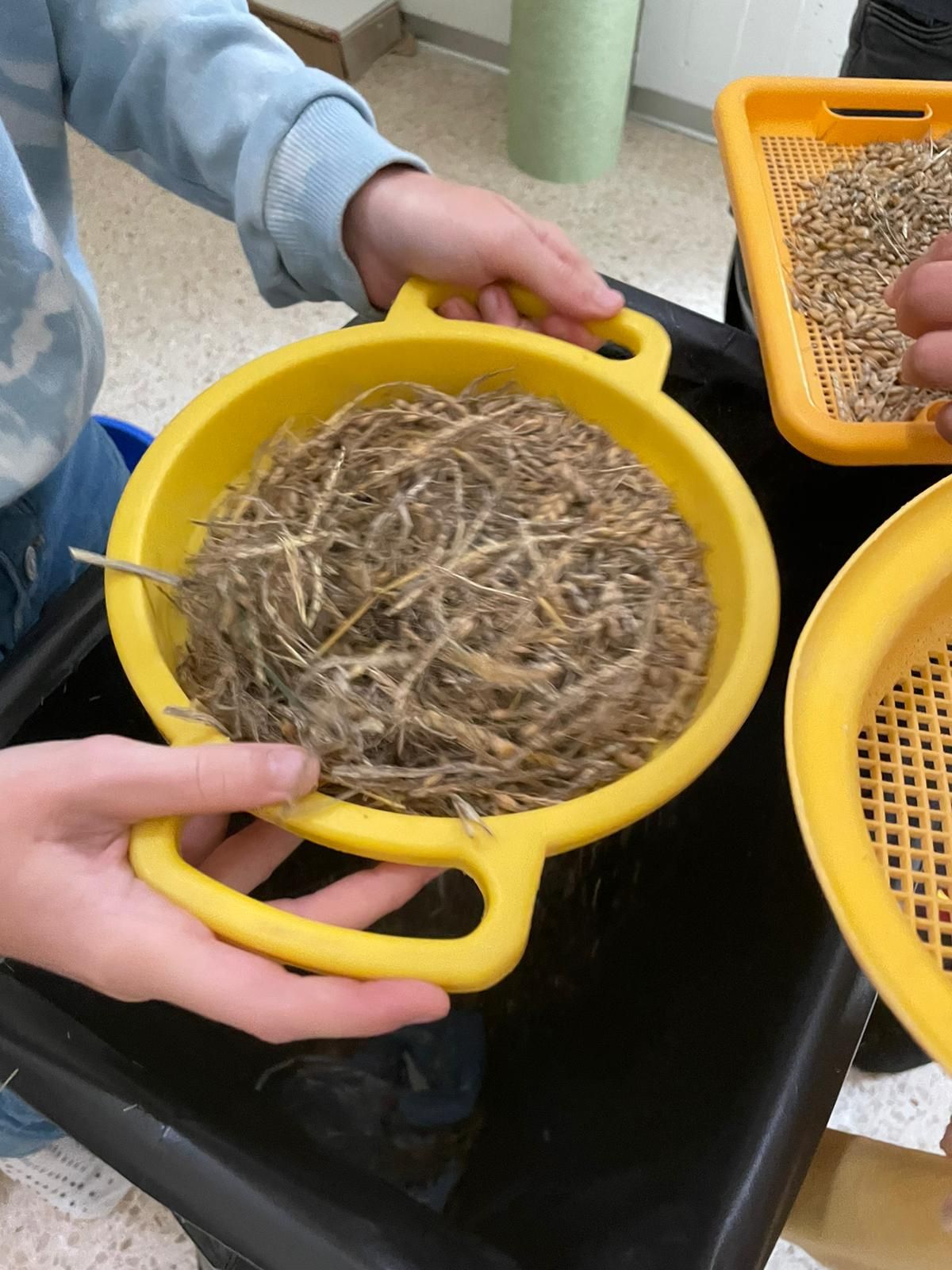 Sommergerste Schule Holderbank